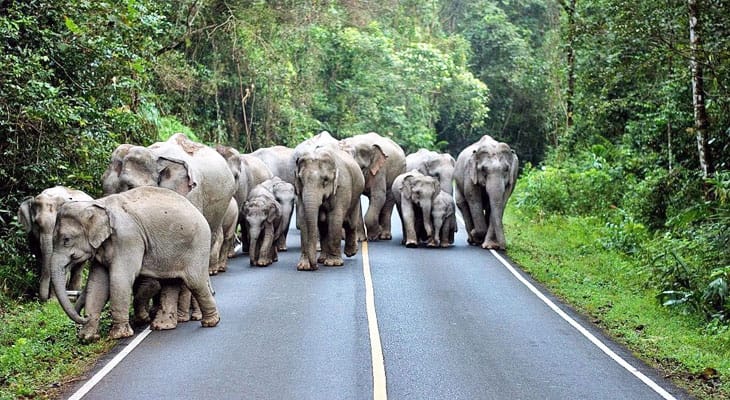 olifanten khao yai nationaal park excursie
