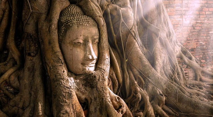 ayutthaya boeddhabeeld in boom excursie