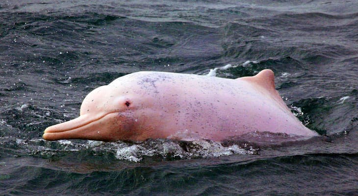 dagtrip koh samui naar roze dolfijnen
