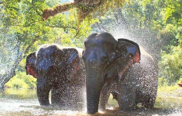 Halve dag elephant sanctuary park phuket