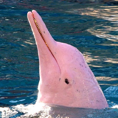 roze dolfijnen excursie koh samui